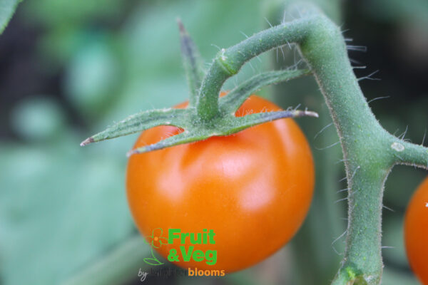 Tomato Sungold F1 (Golden) - Image 4
