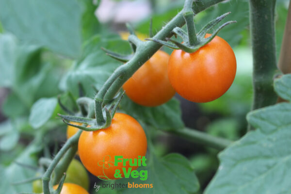 Tomato Sungold F1 (Golden) - Image 6