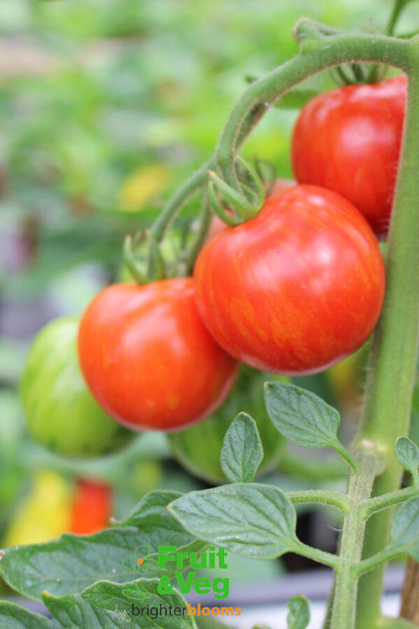 Tomato Tigerella (Multi Red Yellow)
