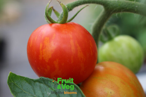 Tomato Tigerella (Multi Red Yellow) - Image 4