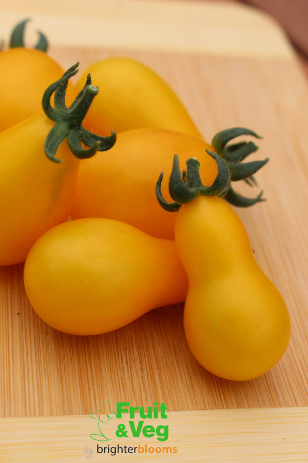 4 Tomato Yellow Pear - Image 4
