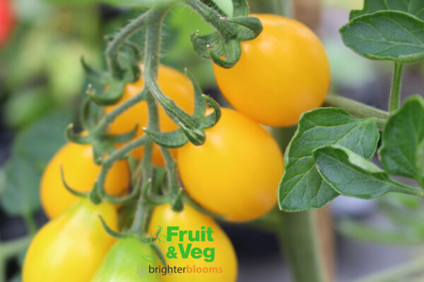 4 Tomato Yellow Pear - Image 5