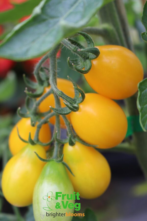4 Tomato Yellow Pear - Image 3