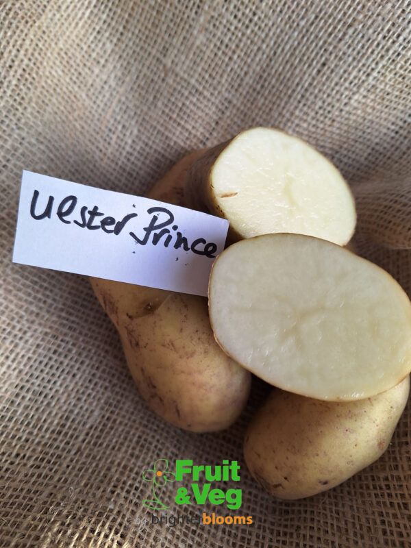 Seed Potato Ulster Prince