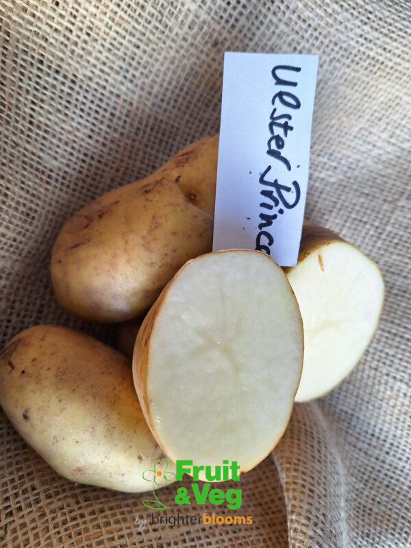 Seed Potato Ulster Prince - Image 5
