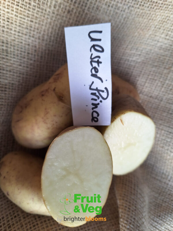 Seed Potato Ulster Prince - Image 3