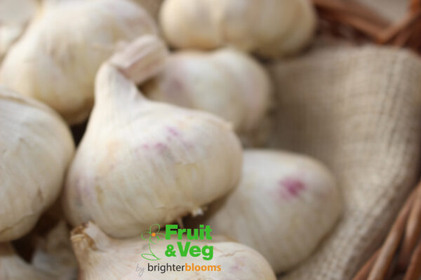 Garlic Vallelado - Image 2