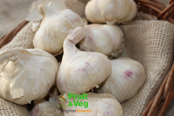 Garlic Vallelado - Image 5
