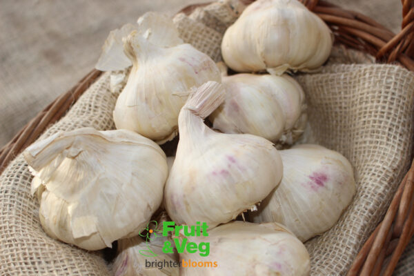 Garlic Vallelado - Image 4