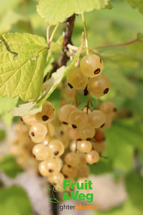 White Currant White Versailles - Image 3