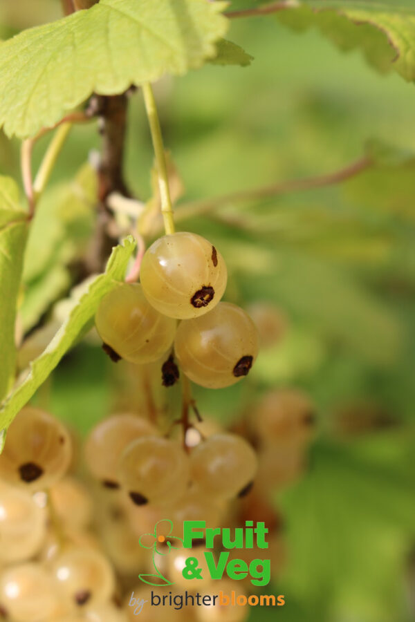 White Currant White Versailles