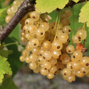 White Currant