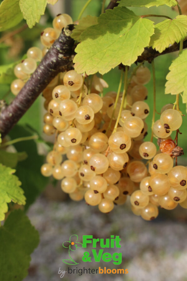 White Currant White Versailles - Image 2