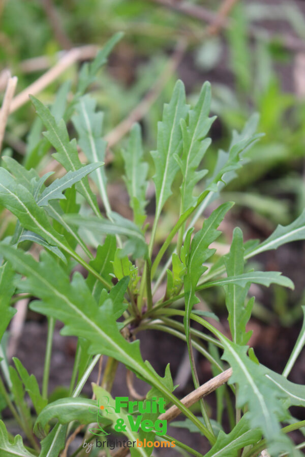 Rocket Wild - Image 4