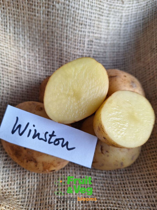 Seed Potato Winston - Image 5