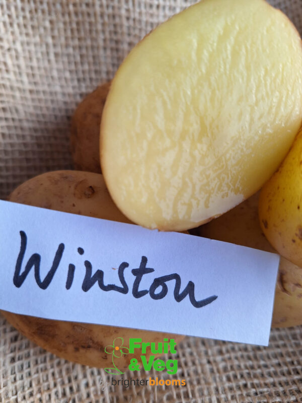 Seed Potato Winston - Image 4