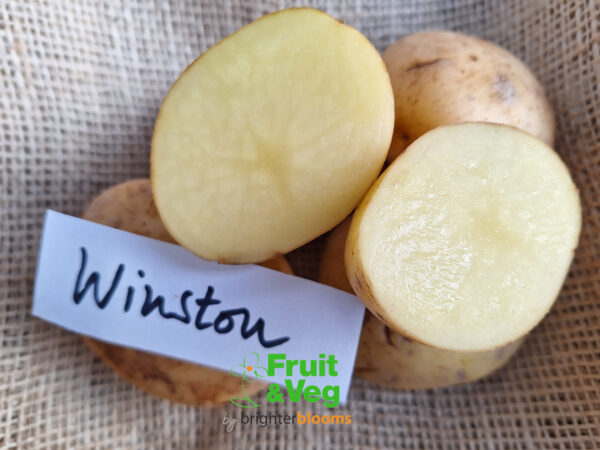 Seed Potato Winston - Image 3