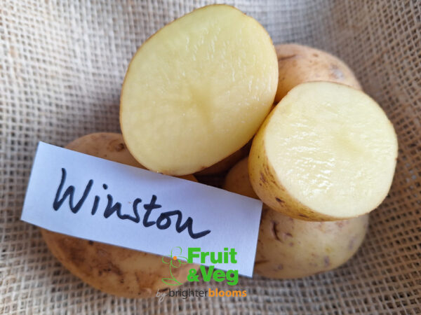 Seed Potato Winston