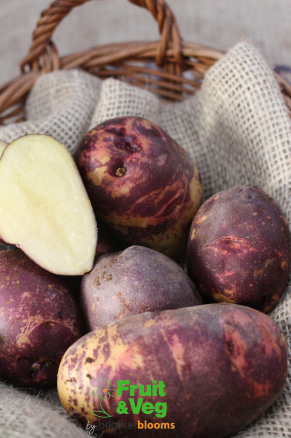 Seed Potato Yetholm Gypsy - Image 3