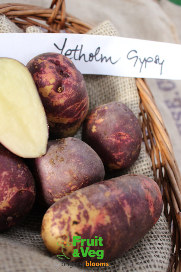 Seed Potato Yetholm Gypsy