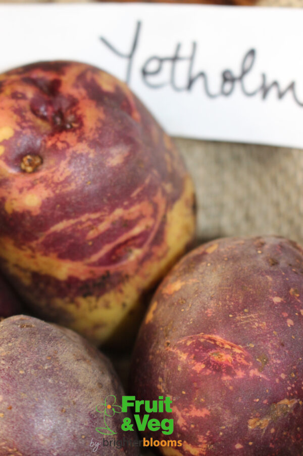 Seed Potato Yetholm Gypsy - Image 5