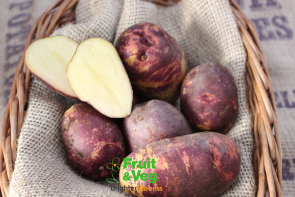 Seed Potato Yetholm Gypsy - Image 4