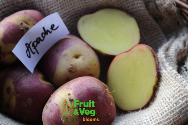 Seed Potato Apache - Image 3