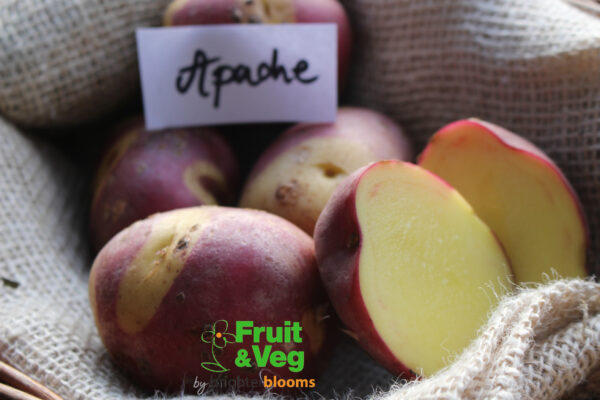 Seed Potato Apache