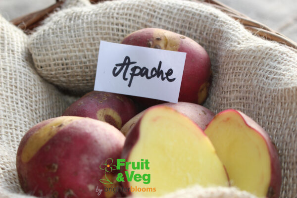 Seed Potato Apache - Image 4
