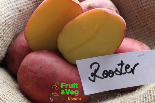 Seed Potato Rooster - Image 3