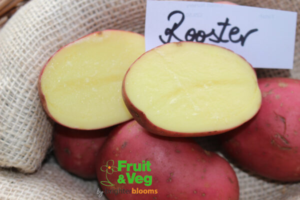Seed Potato Rooster - Image 4