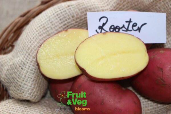 Seed Potato Rooster