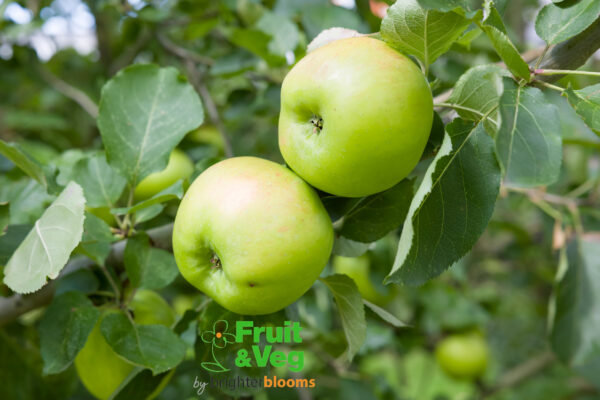 Apple Bramley Seedling