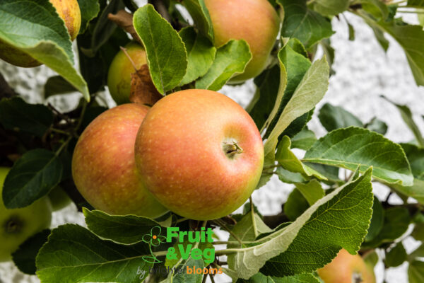 Apple Cox Orange Pippin