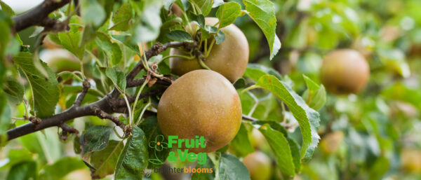 Apple Russet