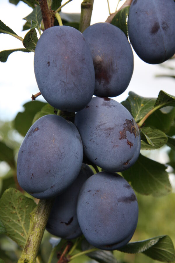 Plum Czar