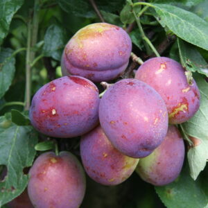Plum Trees