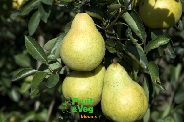 Pear Williams' Bon Chretien