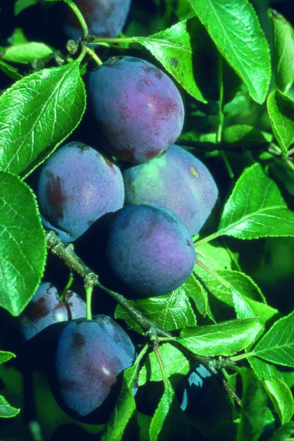 Plum Marjorie's Seedling