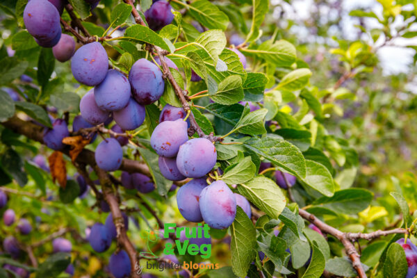 Plum Rivers Early Prolific