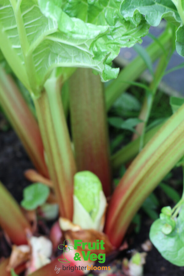 Rhubarb Champagne - Image 4