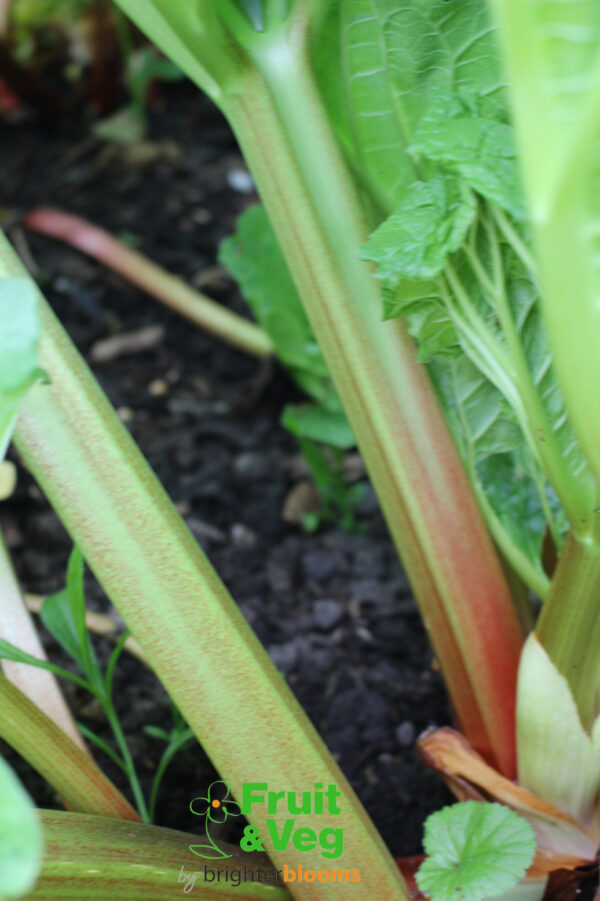 Rhubarb Champagne - Image 3