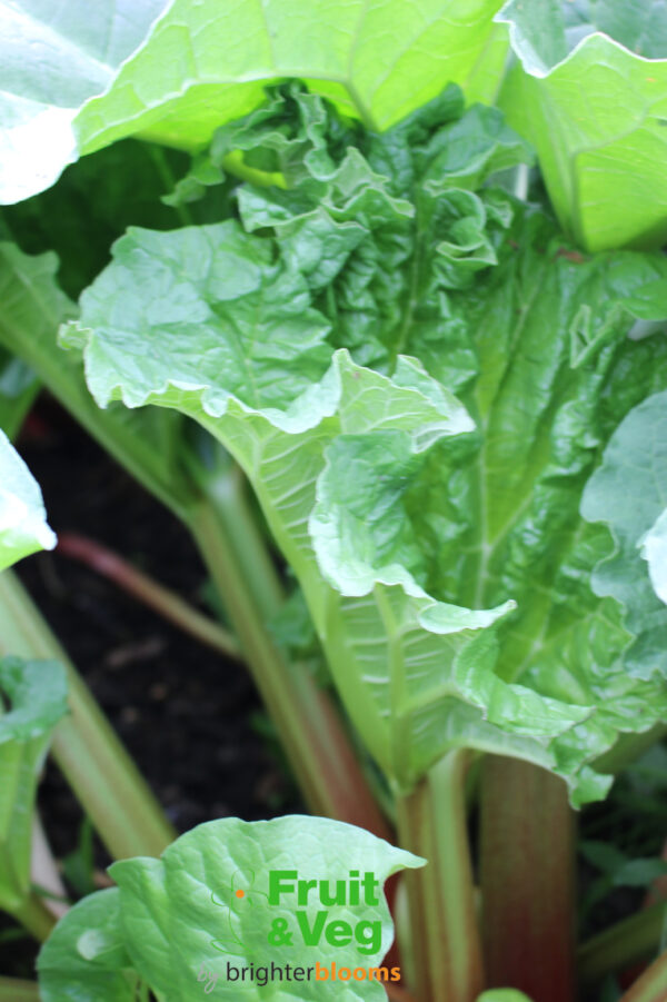 Rhubarb Champagne