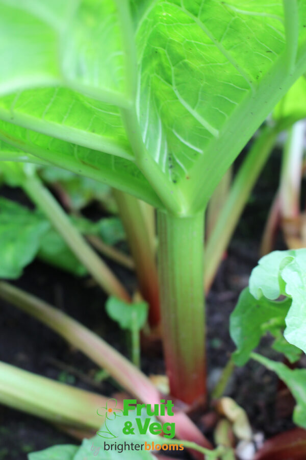 Rhubarb Timperley Early