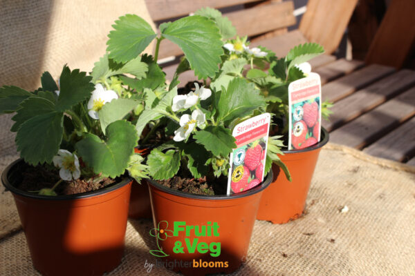 Strawberry Elsanta 4 plants - Image 2