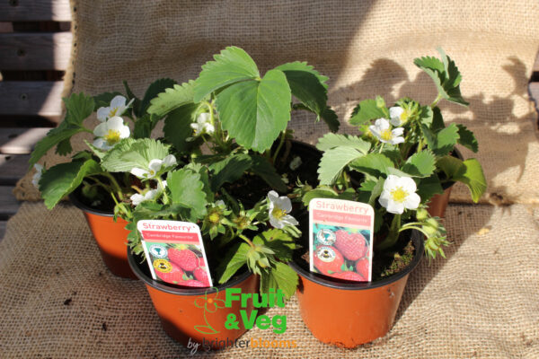Strawberry Elsanta 4 plants - Image 4
