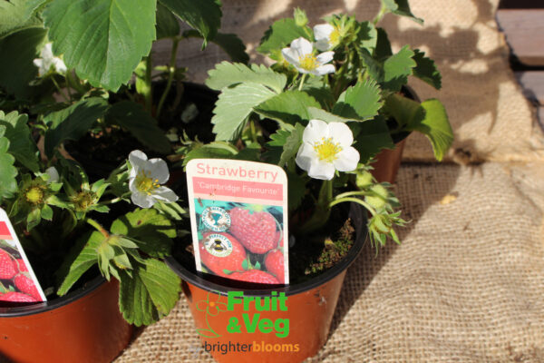 Strawberry Elsanta 4 plants - Image 3