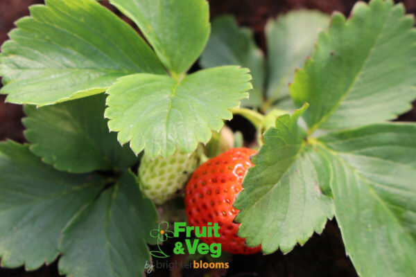 Strawberry Elsanta 4 plants