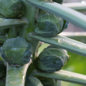 Brussels Sprouts