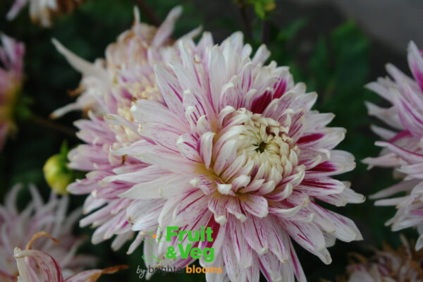 Dahlia Avignon